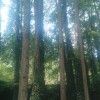 专业生产 池杉（落叶松） 水杉木制品 各种木制品均可定做