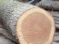 木材百科：栎木(红橡、橡木)