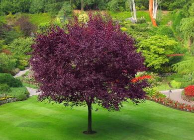 紫树