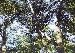 广西木材图谱：广西珍稀优良树种图库/毛果青冈木
