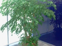 黄浦区盆景植物租赁 盆景植物租赁 上海盆景植物租赁 梭龙供图1