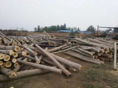 汝州鑫星木业，专业生产杨木原木，真材实料图1