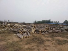 鑫星木业,一手货源，杨木原木供应，量大从优图1