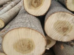 鑫星木业，精品杨木原木供应，质量好，价格低图1