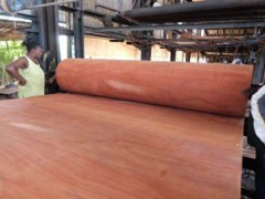 东莞柏能木业新到南美旋切材,各种规格大量供应图3