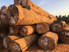 南美旋切材直供厂家首选东莞柏能木业