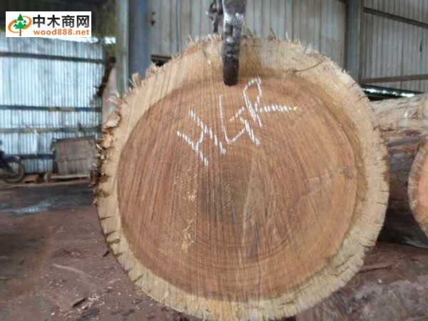 广东柏能木业源头直供南美旋切材,质优价廉