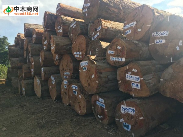 广东柏能木业源头直供南美旋切材,质优价廉