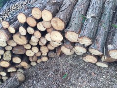 公司现已大量生产松木 杂木 水杉半成品图3