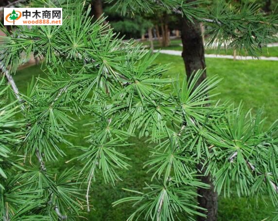 西部落叶松Larixoccidentalis