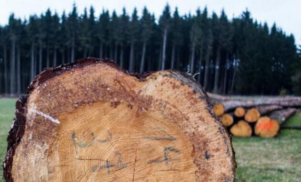 全球木材市场分析：价格上涨 下游行业加速洗牌