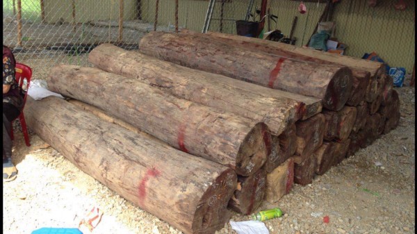 厂家收藏极品老挝大红酸枝原木和方木,新料和老料各半