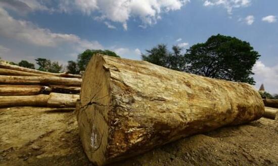 缅甸明年将取消木材禁伐令