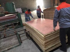 《宝贝爱》桐木生态板图2