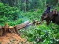 缅甸禁伐令“又”取消，这是利好消息吗？