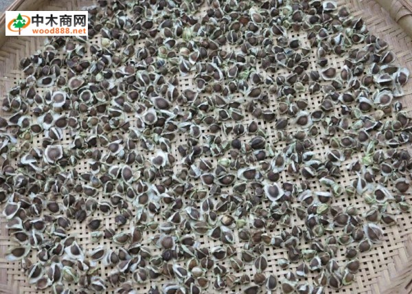 什么是辣木？辣木的用途？