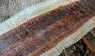 硬木原材市场出现的新材料：紫油木