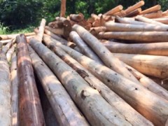 铁龙林场大量现货杉木出售