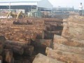 莆田进口木材呈现恢复性增长 集装箱木材大幅增加