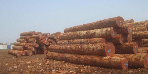 筒状非洲楝（沙比利）木材详解图片