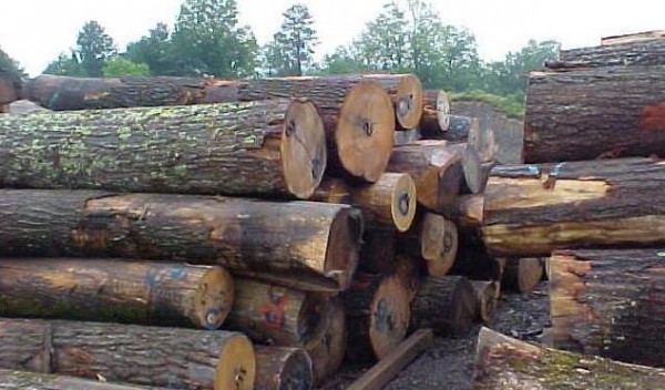 筒状非洲楝（沙比利）木材详解价格