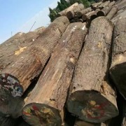 美国CK森林木业有限公司