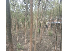 品质好的国槐供应尽在山东理龙苗木基地图2