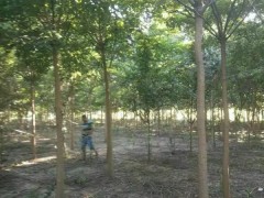 想要选购国槐就来理龙苗木基地图3