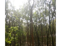 想要品质好的国槐就来山东理龙苗木基地图2