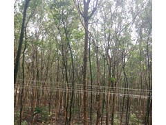 供应山东销量好的山东国槐树  理龙苗木基地图2