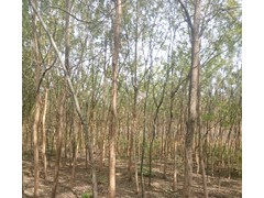 供应山东销量好的山东国槐树  理龙苗木基地图3