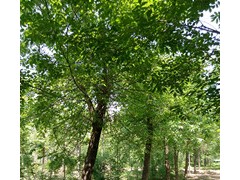 口碑好的白蜡当选山东理龙苗木基地图3