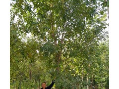 口碑好的白蜡当选山东理龙苗木基地图2