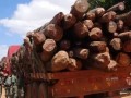 莫桑比克将于2016年12月31日起全面禁止东非黑黄檀木材出口