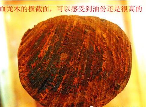 帝王木:血龙木详解
