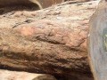 非洲材小斑马和塔利成为中国木材商喜爱的材种