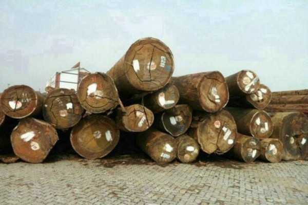 张家港木材市场行情分析：所罗门材占据出库入库第一位置