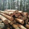 山东澳大利亚桉木原木最新报价,青岛星特科木业大量批发
