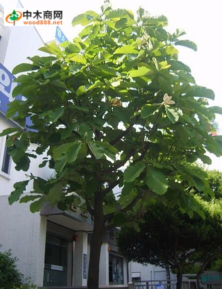 朴 木