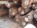 巴新政府提高原木出口税率遭到质疑