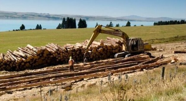 新西兰木材迎来对华出口新机遇