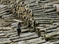 砂拉越木材出口达66亿令吉 以三夹板为主