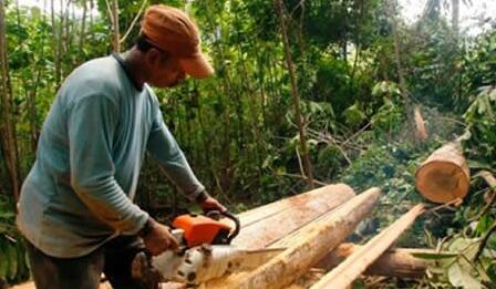 印尼颁发845份FLEGT认证 向欧盟出口木制品活跃