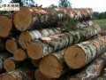 敦化某木业公司业务员利用职务之便 侵占公司5000余万元
