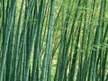 菲律宾计划发展竹制品出口