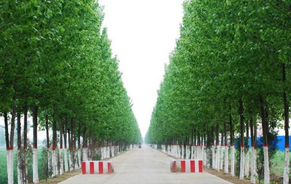 杨木