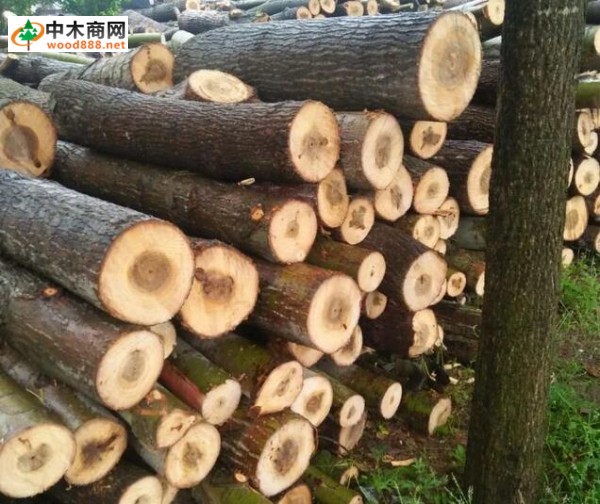 杨木