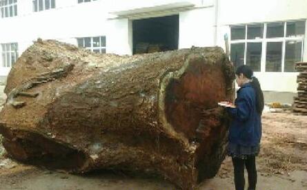 木材市场新树种：雨树的发展机遇和市场趋势