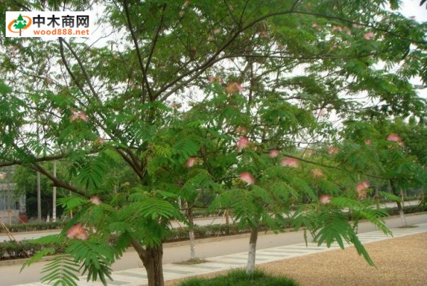 雨树是什么树?雨树是雨中的树林吗图片