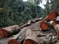 老挝红木增值税增收，或推动红木再涨